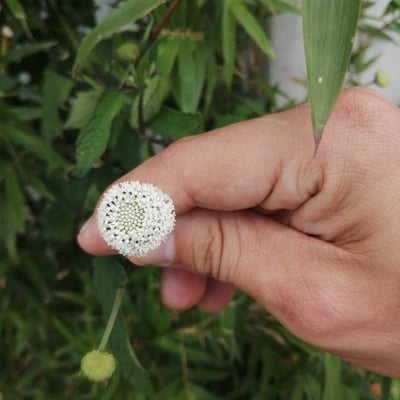 Melanthera nivea — flower