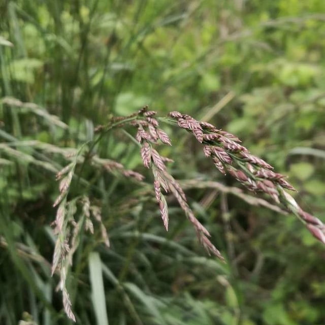 Calamagrostis purpurea — flower