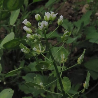 Thlaspi arvense — flower