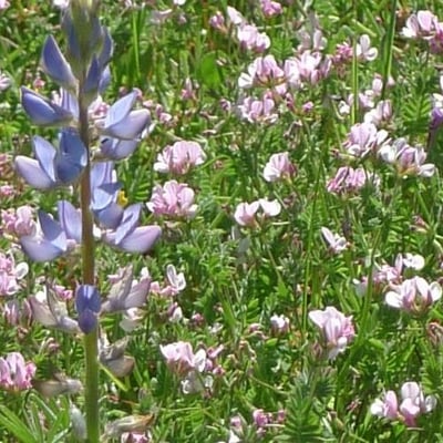 Ornithopus sativus — flower