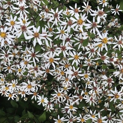 Eurybia divaricata — flower