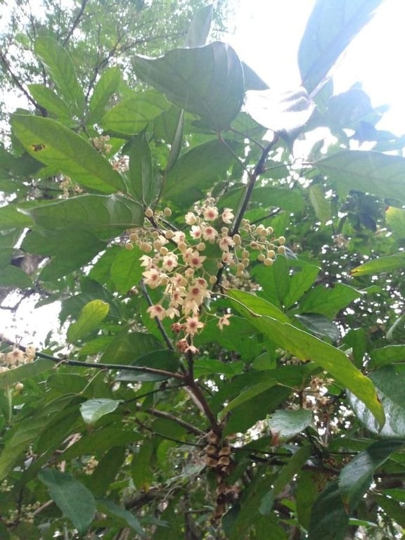 Abata cola