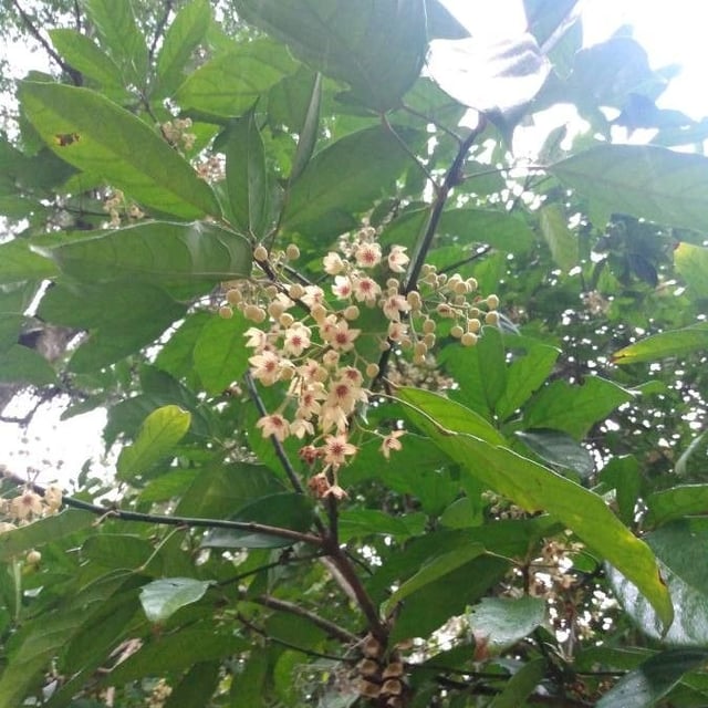 Abata cola