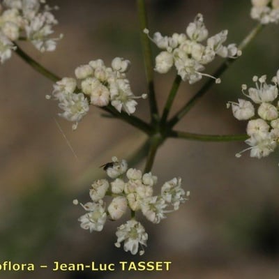 Pimpinella tragium — flower