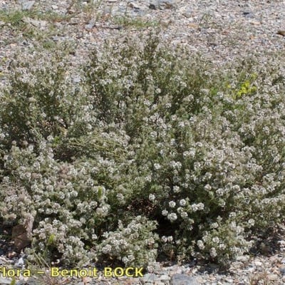 Thymus baeticus — habit