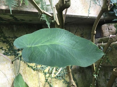 Piper obliquum