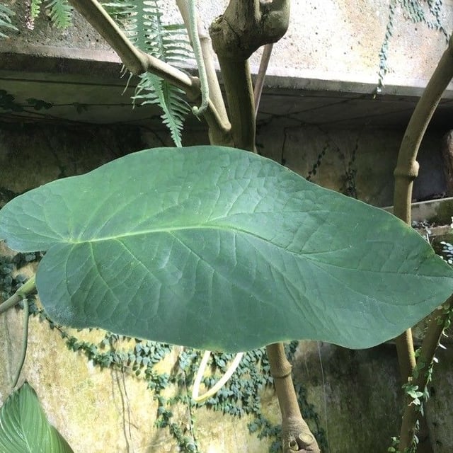 Piper obliquum