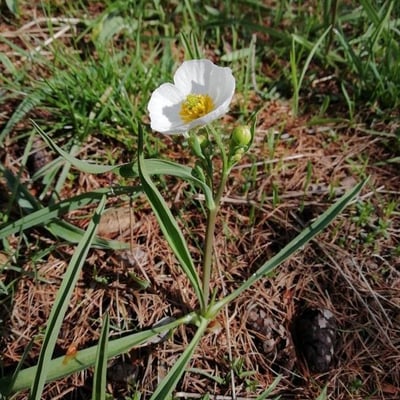 Ranunculus kuepferi — flower