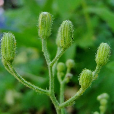 Hieracium prenanthoides — flower