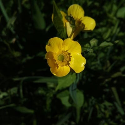 Ranunculus lingua — flower