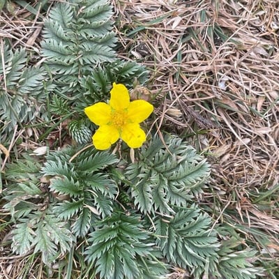 Potentilla anserina — flower