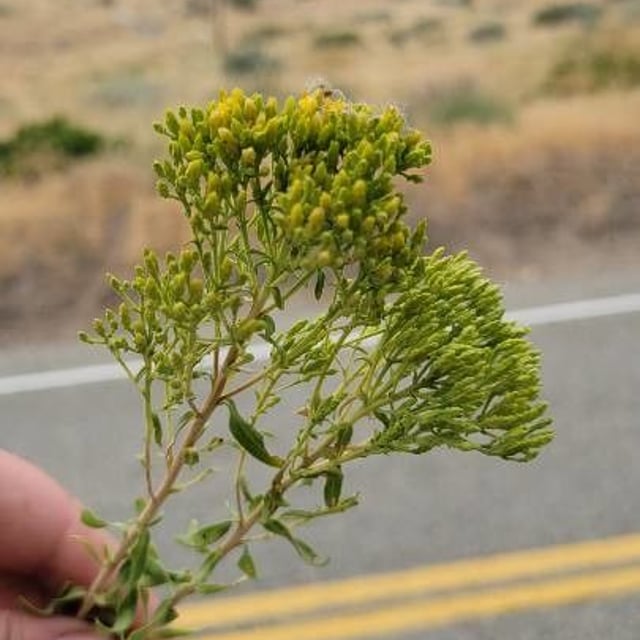 Chrysothamnus viscidiflorus — flower