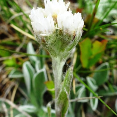Antennaria dioica — flower