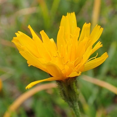 Scorzoneroides helvetica — flower