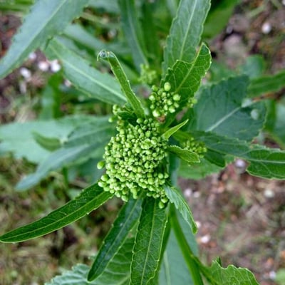 Armoracia rusticana — flower