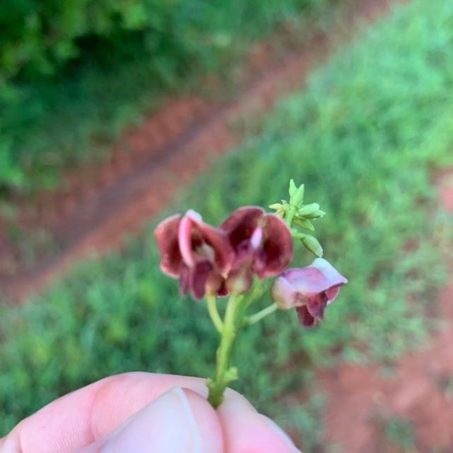 Apios americana — flower