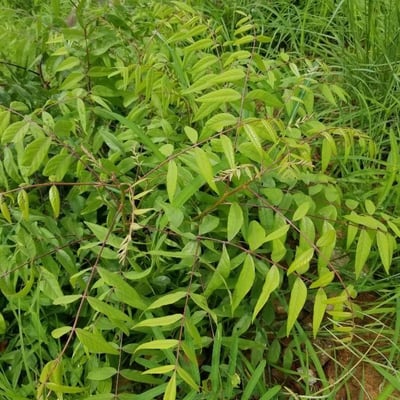 Zanthoxylum clava-herculis — leaf