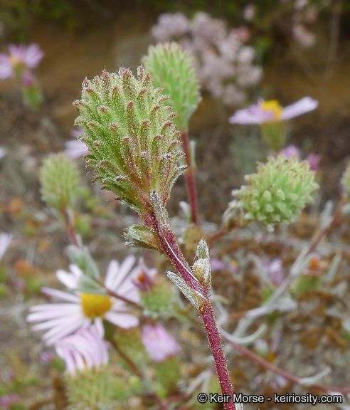 Sand-aster