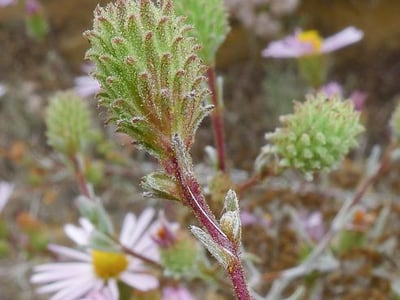 Sand-aster