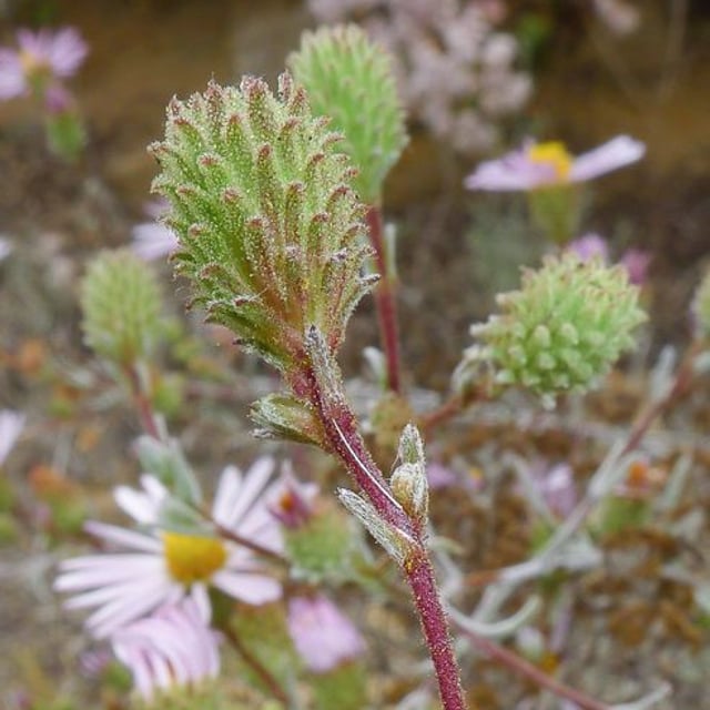 Corethrogyne filaginifolia — flower