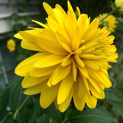 Rudbeckia laciniata — flower