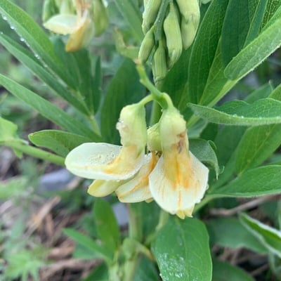 Lathyrus laevigatus — flower