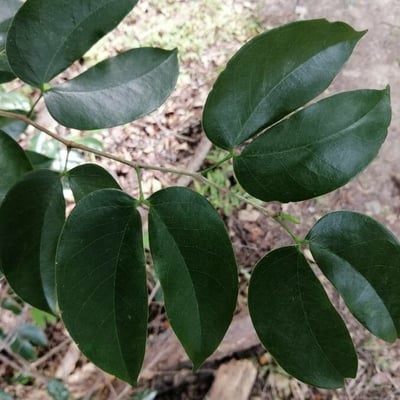 Hymenaea courbaril — leaf