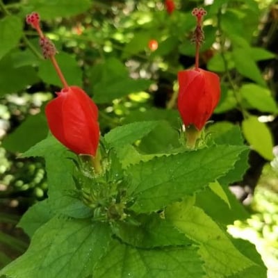 Malvaviscus arboreus — flower