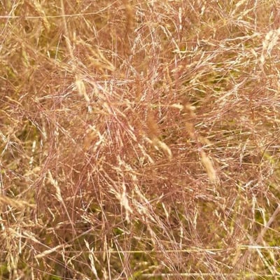 Eragrostis spectabilis — flower