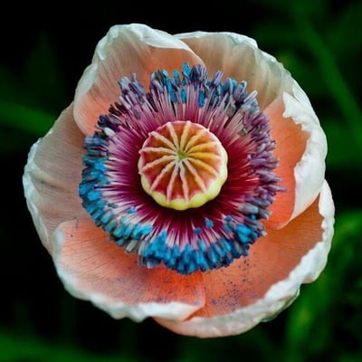 Papaver somniferum — flower