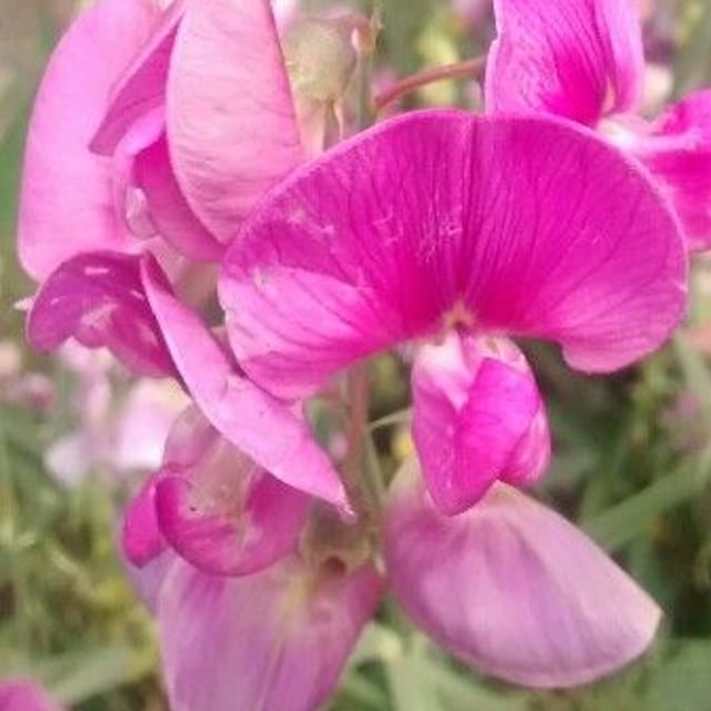 Lathyrus tuberosus — flower