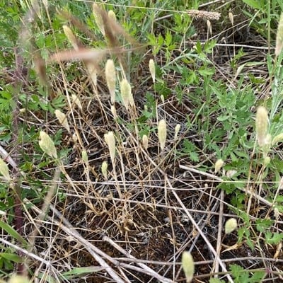 Phleum arenarium — flower