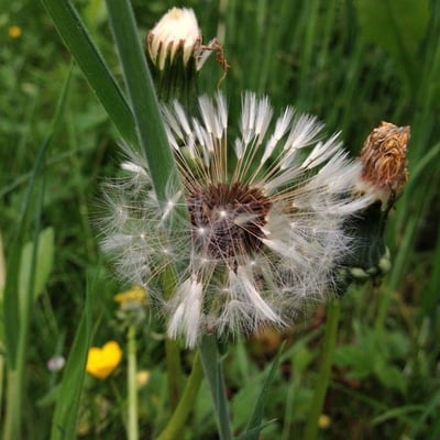 Taraxacum campylodes — flower
