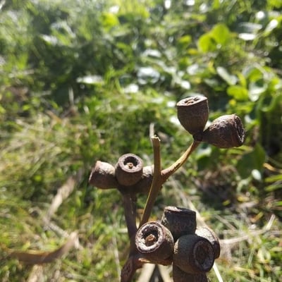 Eucalyptus robusta — flower