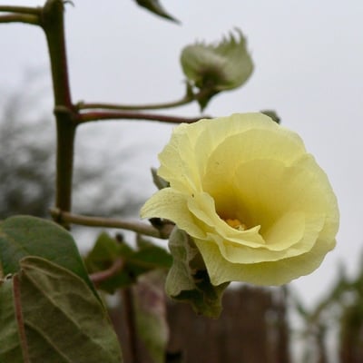 Gossypium arboreum — flower