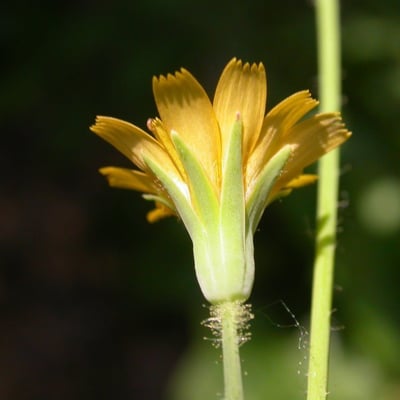 Krigia virginica — flower