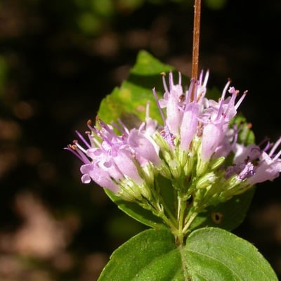 Cunila origanoides — flower