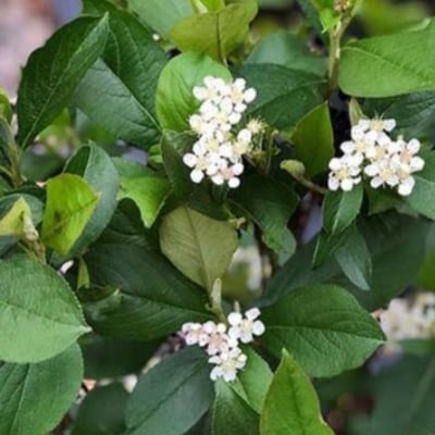 Aronia arbutifolia — flower