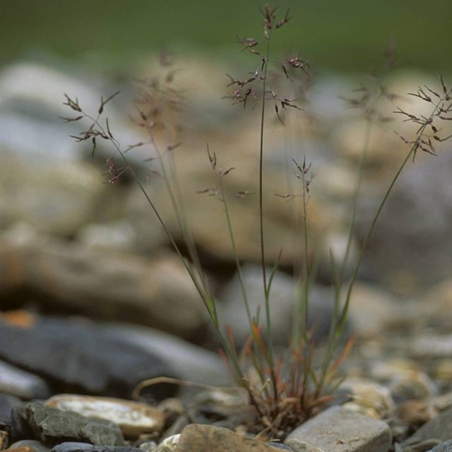 Poa glauca — flower