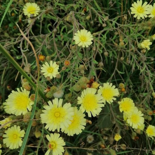 Andryala integrifolia — flower