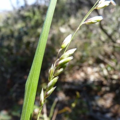 Melica minuta — flower