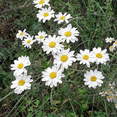 Tanacetum corymbosum — flower