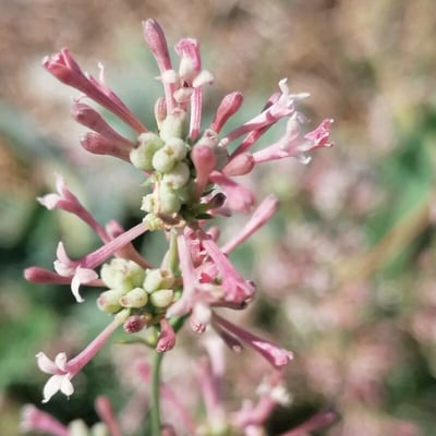 Asperula aristata — flower