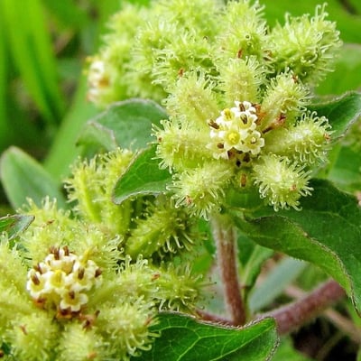 Acanthospermum australe — flower