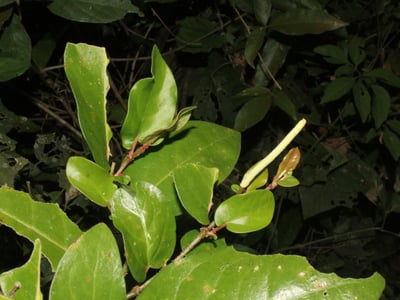 Piper tuberculatum