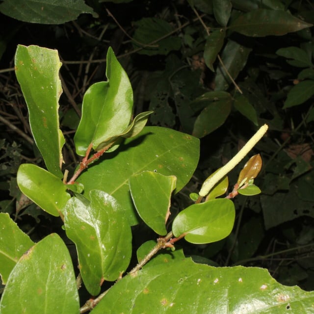 Piper tuberculatum