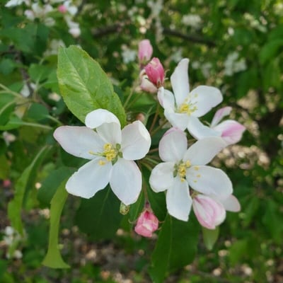 Malus sylvestris — flower