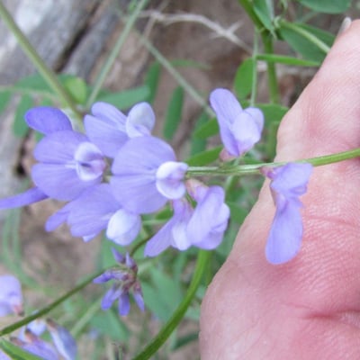 Vicia ludoviciana — flower