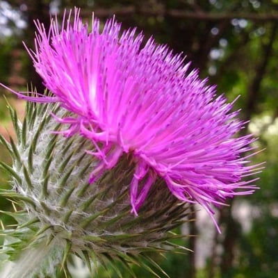 Onopordum acanthium — flower