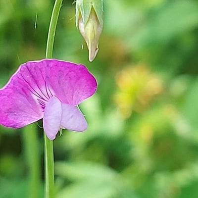 Lathyrus hirsutus — flower